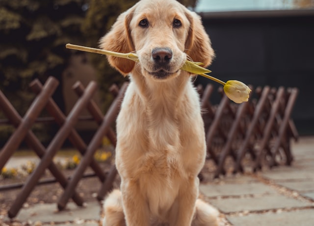 Local Pet Sitting